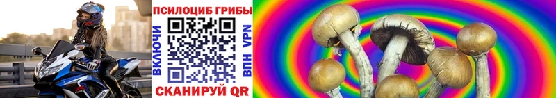 Псилоцибиновые грибы Cubensis  Берёзовка 